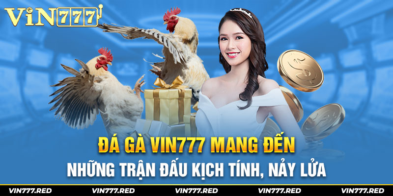 Đá gà Vin777 mang đến những trận đấu kịch tính, nảy lửa