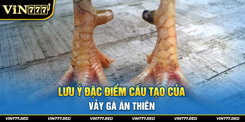 Lưu ý đặc điểm cấu tạo của vảy gà án thiên