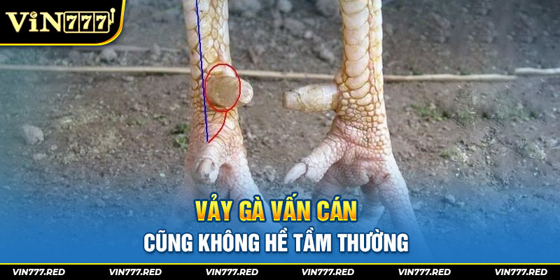 Vảy gà vấn cán cũng không hề tầm thường