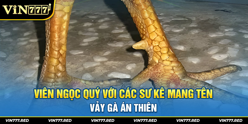 Viên ngọc quý với các sư kê mang tên vảy gà án thiên