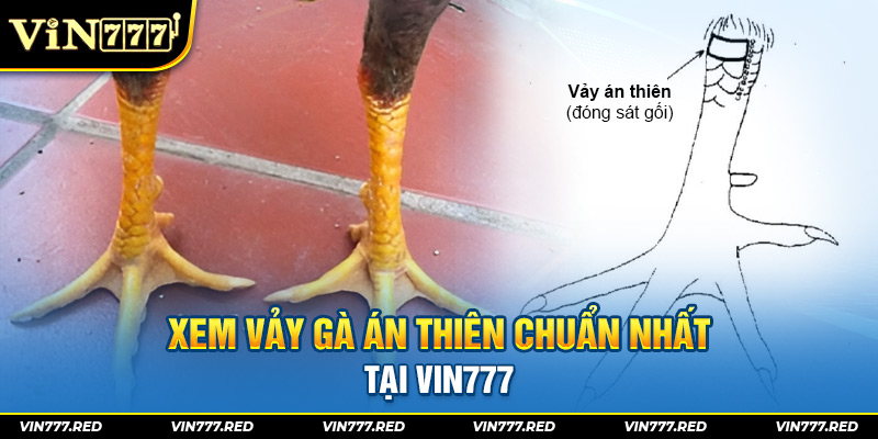 Xem vảy gà án thiên chuẩn nhất tại Vin777